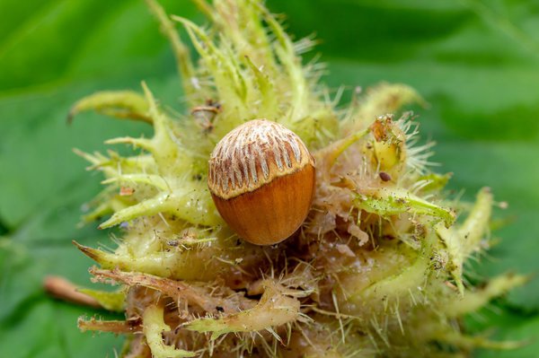 La noisette dans sa coque de fruit