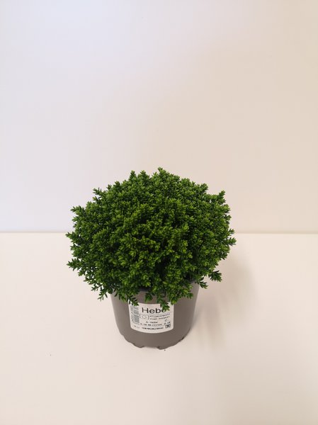 Hebe 'Green Globe'