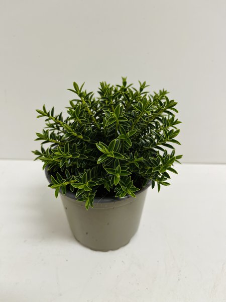 Hebe odora 'New Zealand Gold'