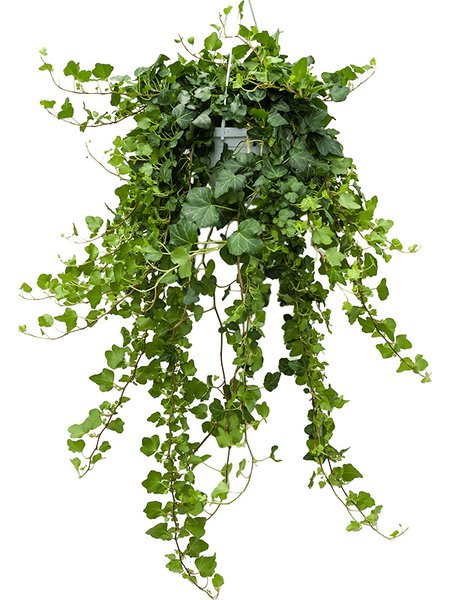 Hedera helix 'Wonder', Ranker Gr�n, im 17cm Topf, H�he 70cm, Breite 25cm