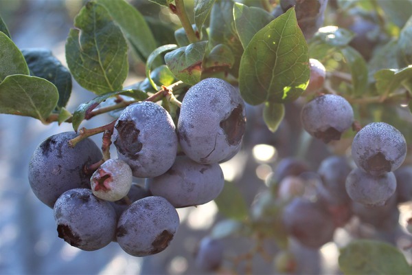 Myrtille Blueroma