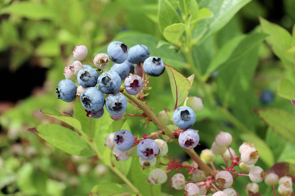 Variétés de myrtilles Blueberry Rubel Lubera