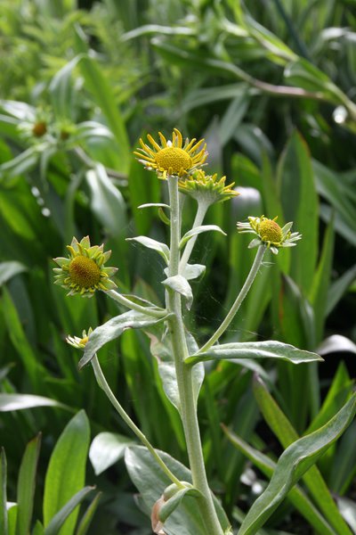 Helenium hoopesii