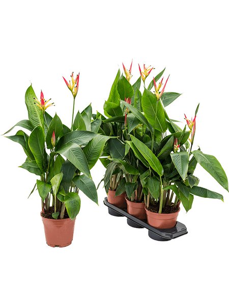 Heliconia 'Hawaii', Gelb, im 17cm Topf, H�he 60cm, Breite 30cm