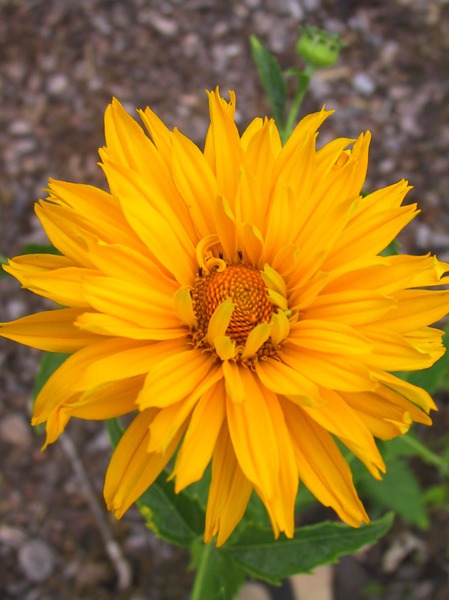 Heliopsis helianthoides scabra 'Spitzent�nzerin'