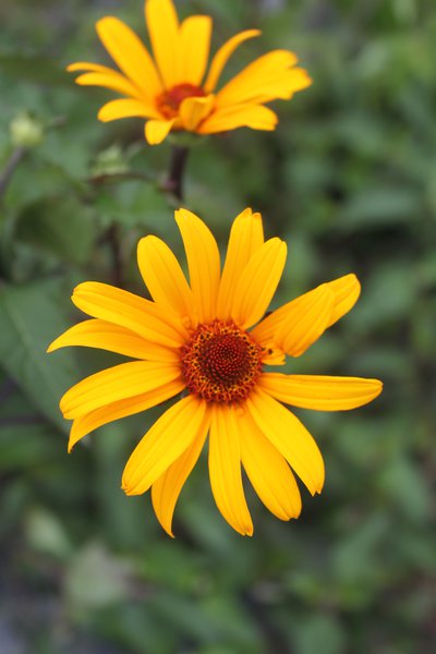 Heliopsis helianthoides scabra 'Summer Nights'