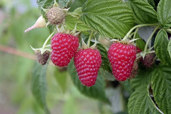 Framboise Primeberry&reg; Autumn First&reg;