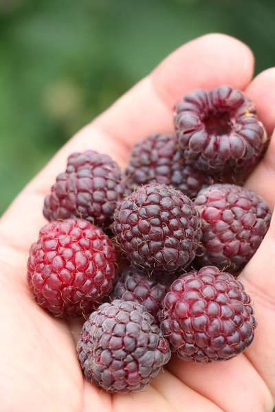Rubus occidentalis Herbsthimbeere Primeberry� 'Autumn Passion'� - Syn. 'Malling Passion'�