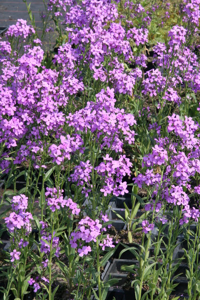Hesperis matronalis