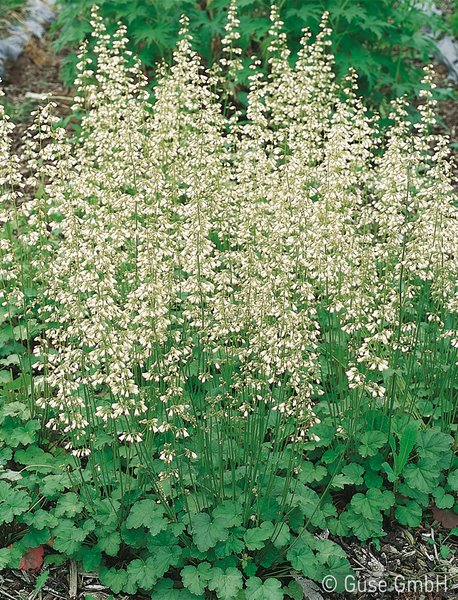 Heuchera sanguinea 'White Cloud', Purpurgl�ckchen