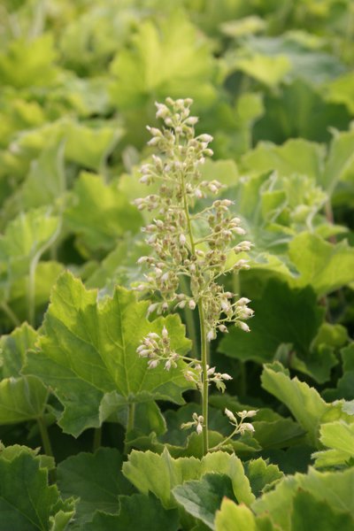 Heuchera villosa marcrorrhiza