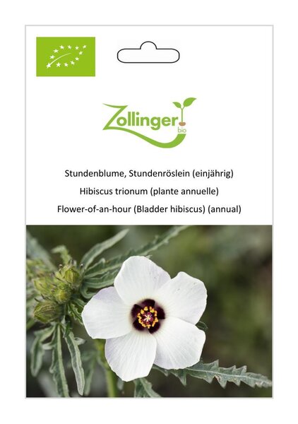 Stundenblume, Stundenr�slein (einj�hrig)