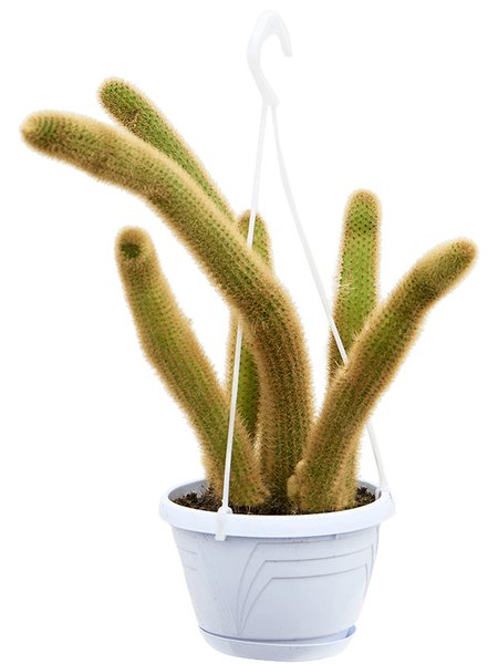 Hildewinteria aureispina, Ranker, im 14cm Topf, H�he 20cm, Breite 20cm