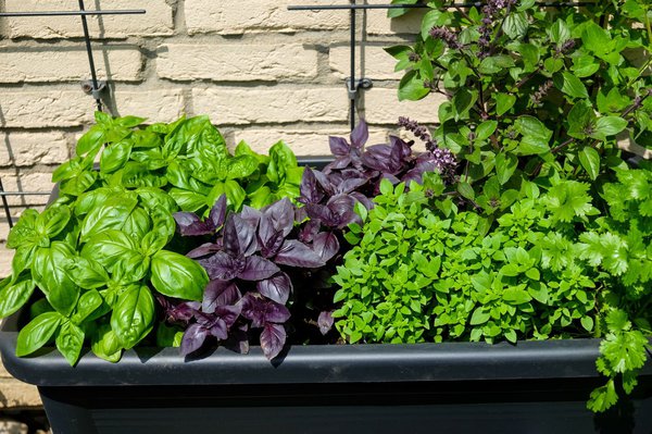 Am&eacute;nager un parterre sur&eacute;lev&eacute; pour herbes aromatiques