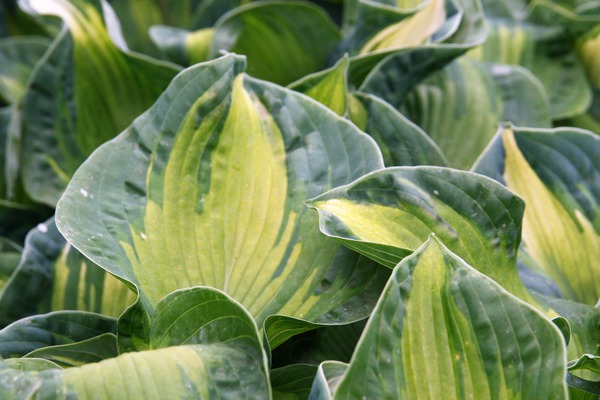 Hosta sieboldiana Golden Meadow, hostas