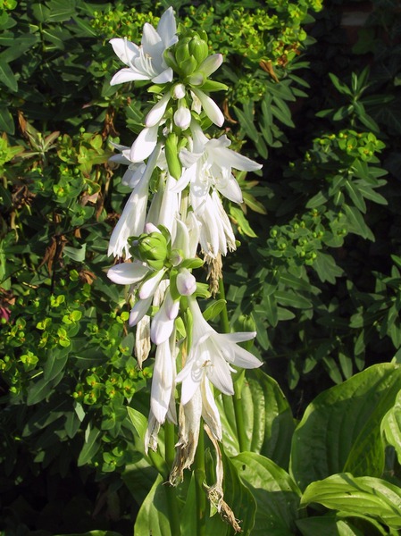 Hostas, Royal Standard