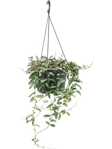 Hoya 'Rosita', Ranker, im 28cm Topf, H�he 50cm, Breite 40cm