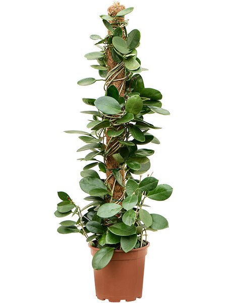 Hoya australis, Mossstab, im 17cm Topf, H�he 80cm, Breite 20cm