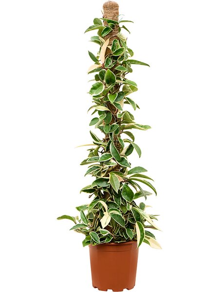 Hoya carnosa 'Krimson Queen', Mossstab, im 20cm Topf, H�he 100cm, Breite 25cm