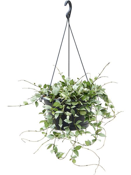 Hoya krohniana 'Eskimo', Ranker, im 28cm Topf, H�he 50cm, Breite 40cm