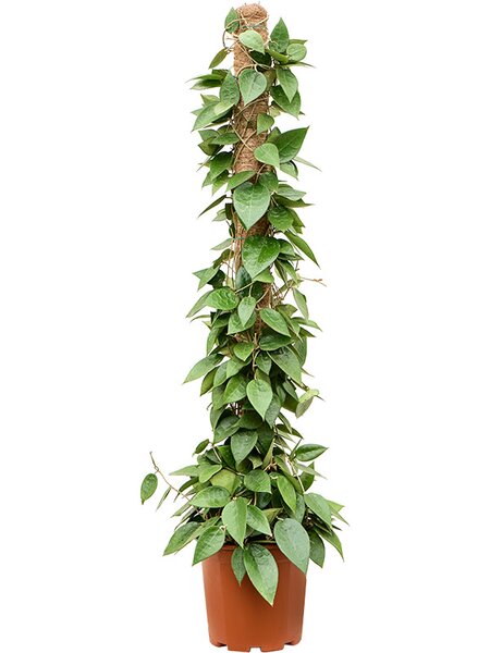 Hoya parasitica 'Black Edge', Mossstab, im 20cm Topf, H�he 100cm, Breite 25cm