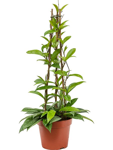 Hoya publicalis, Pyramide, im 17cm Topf, H�he 60cm, Breite 25cm