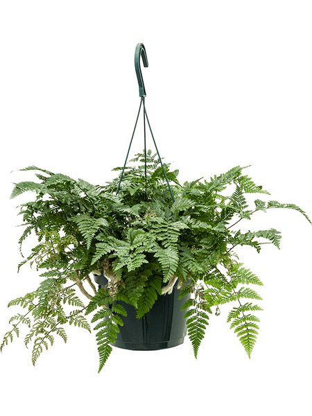 Humata tyermannii, Ampel, im 17cm Topf, H�he 35cm, Breite 50cm