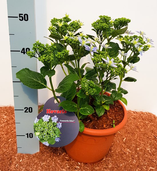 Hortensie, Tellerhortensie Hovaria� 'Fireworks Blue'