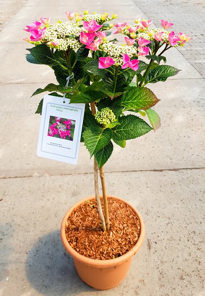 Hortensie, Tellerhortensie 'Nizza' St�mmchen