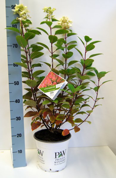 Hortensie, Rispenhortensie ‘Little Quick Fire� (S)
