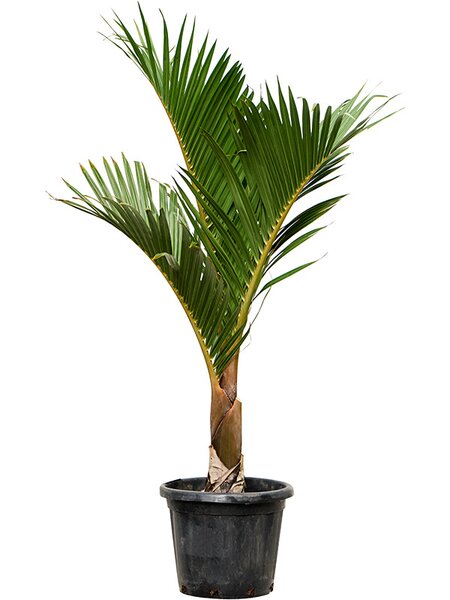 Hyophorbe verschaffeltii (150-180), Stamm, im 40cm Topf, H�he 165cm, Breite 100cm