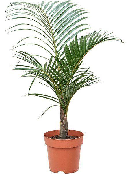 Hyophorbe verschaffeltii, Stamm, im 27cm Topf, H�he 110cm, Breite 75cm