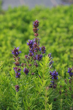 Hyssopus officinalis