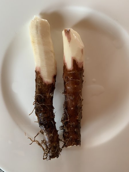 Yam, Yampflanze, Gem&uuml;sepflanze, Lubera, Dioscorea, Yamwurzel