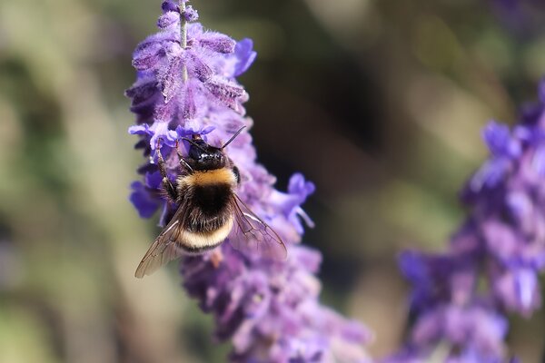 Arbustes &agrave; fleurs en septembre 2026, bourdon terrestre buvant du nectar sur une fleur de Salvia yangii 'Blue Spire'