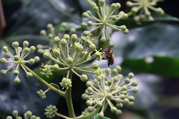 Arbustes &agrave; fleurs en septembre 2026, abeille domestique sur Hedera helix 'Arborescens'