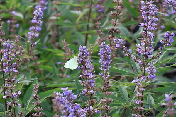 Arbustes &agrave; fleurs en septembre 2026, Vitex agnus-castus avec un papillon