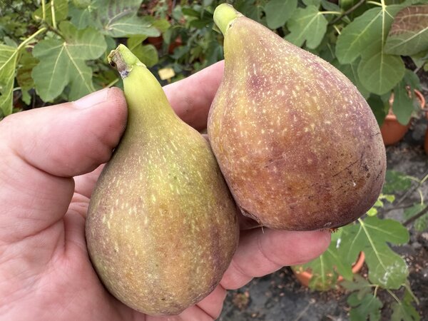Figuier, Ficus carica 'Violetta Portughese', figuier de Bavi&egrave;re