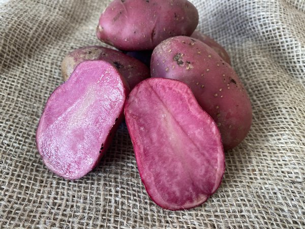 Pomme de terre Heiderot, lavée, planter pommes de terre en pot