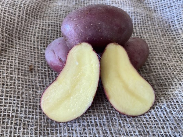 Pomme de terre Dunastar, coupée, planter des pommes de terre en pot