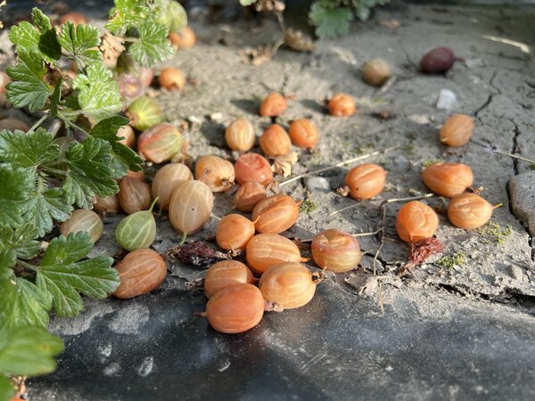 Coup de soleil sur groseilles &agrave; maquereau, Ribes uva-crispa