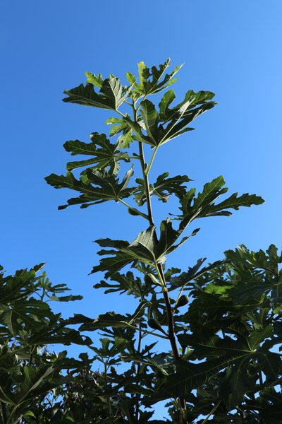 Taille estivale des figuiers Lubera Figue rameaux vigoureux