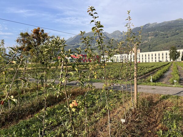 Pommier, d&eacute;g&acirc;t de s&eacute;cheresse, Malus domestica