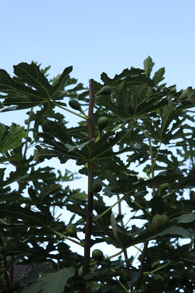 Taille estivale des figuiers Lubera Pousse de fructification de figue après la taille