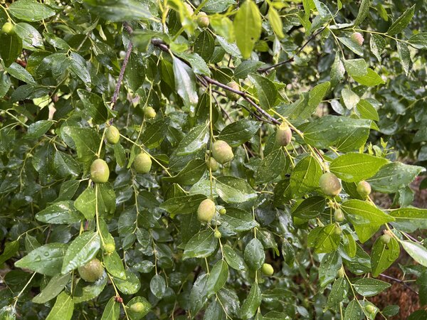 Jujube chinoise 'Coco', Ziziphus jujube
