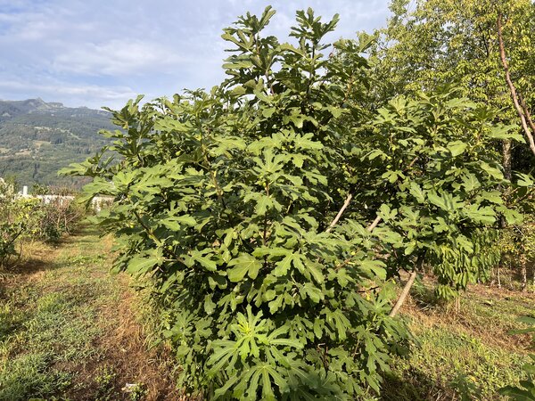 Figue 'Twotimer', Ficus carica