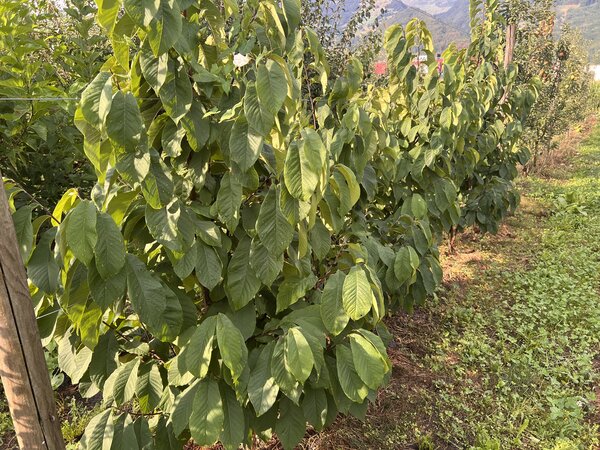 Asiminier 'KSU Atwood', Asimina triloba
