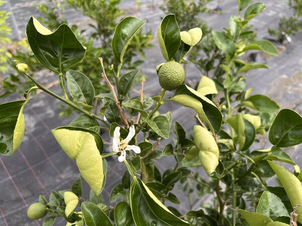Pamplemousse 'Trifeola'