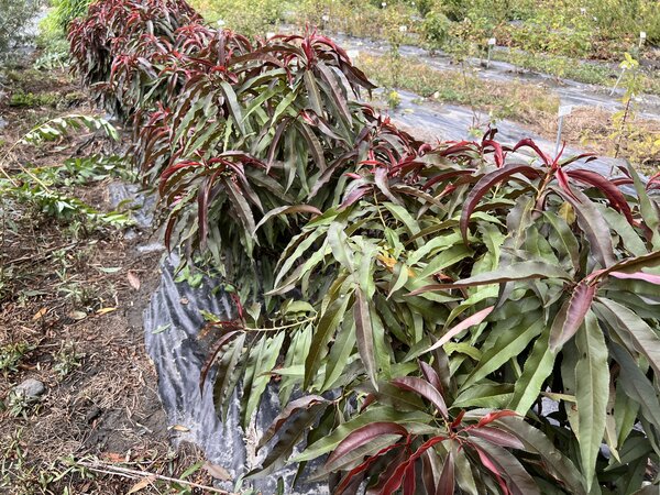 Mini-p&ecirc;cher Fruttoni Peachly 'Red', Prunus persica