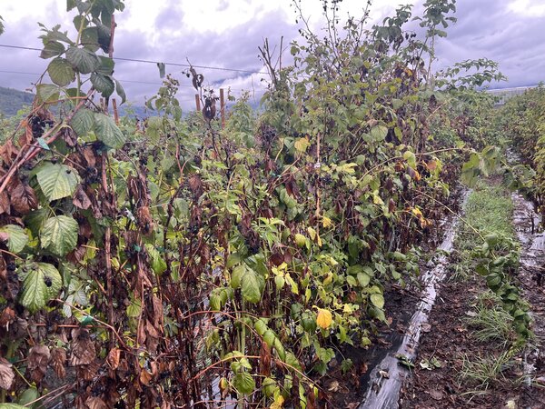 Framboisiers, Rubus idaeus, s&eacute;cheresse 2026